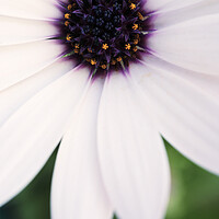 Buy canvas prints of African Daisy Heart by Neil Overy