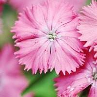 Buy canvas prints of Pink Sweet William Flower  by Neil Overy
