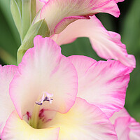 Buy canvas prints of Pink and White Gladiolus Flower by Neil Overy
