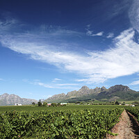 Buy canvas prints of Scenic Landscape of winelands near Franchoek, South Africa by Neil Overy