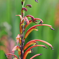 Buy canvas prints of Cobra Lily Flower by Neil Overy
