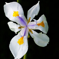 Buy canvas prints of Wild Iris Flower on black by Neil Overy