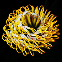 Buy canvas prints of Catherine-Wheel Pincushion Protea on black 2 by Neil Overy