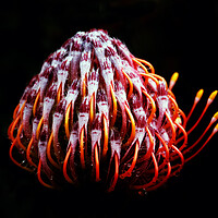 Buy canvas prints of Pincushion Protea Glabrum on black 2 by Neil Overy