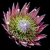Buy canvas prints of King Protea Flower on black 3 by Neil Overy