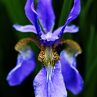 Buy canvas prints of Purple Iris Flower on black by Neil Overy