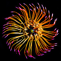 Buy canvas prints of Catherine-Wheel Pincushion Protea on black by Neil Overy