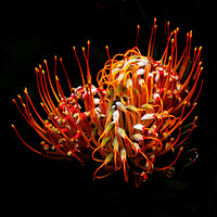 Buy canvas prints of Common pincushion Protea on black 3 by Neil Overy