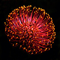 Buy canvas prints of Common pincushion Protea on black 2 by Neil Overy