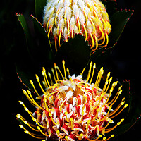 Buy canvas prints of Pincushion Proteas Flowers on black by Neil Overy
