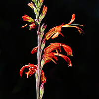 Buy canvas prints of Common Snakeflower (Tritoniopsis antholyza) Iris Family on black by Neil Overy