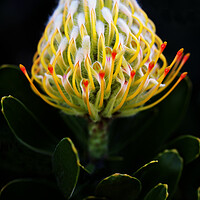 Buy canvas prints of Warty-Stemmed Pincushion Protea on black by Neil Overy