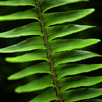 Buy canvas prints of Lush green fern on black by Neil Overy