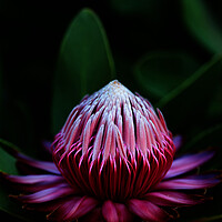 Buy canvas prints of Sugarbush Protea Flower on black by Neil Overy