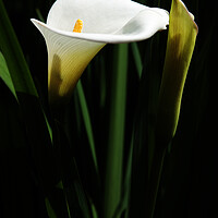 Buy canvas prints of Arum Lily on black by Neil Overy