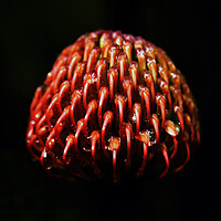 Buy canvas prints of Scarlet Ribbon Pincushion Protea on black 3 by Neil Overy