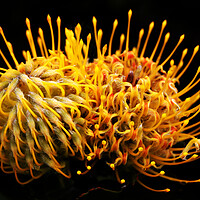 Buy canvas prints of Common pincushion Protea on black 4 by Neil Overy