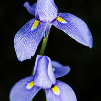 Buy canvas prints of Karoo Iris Flower on black by Neil Overy