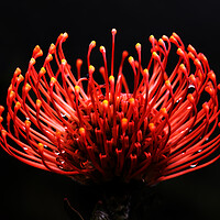Buy canvas prints of Scarlet Ribbon Pincushion Protea on black 2 by Neil Overy