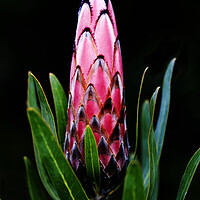 Buy canvas prints of Black-bearded Protea flower on black by Neil Overy