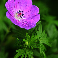 Buy canvas prints of Purple Geranium Flower on black by Neil Overy