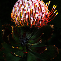 Buy canvas prints of Pincushion Protea Glabrum on black by Neil Overy