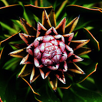 Buy canvas prints of King Protea Flower on black 4 by Neil Overy