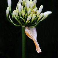 Buy canvas prints of White Agapanthus on black by Neil Overy