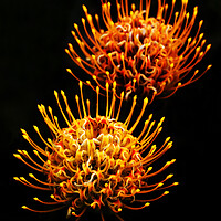 Buy canvas prints of Common pincushion Protea on black 5 by Neil Overy