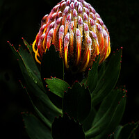 Buy canvas prints of Pincushion Protea Glabrum on black by Neil Overy