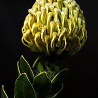 Buy canvas prints of Yellow pincushion Protea on black by Neil Overy