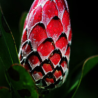 Buy canvas prints of Protea Flower Bud on black by Neil Overy
