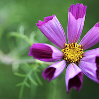 Buy canvas prints of Pink Cosmos Flower by Neil Overy