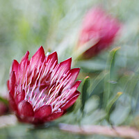 Buy canvas prints of Protea Repens Flower  by Neil Overy