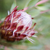 Buy canvas prints of Protea Repens Flower 2 by Neil Overy