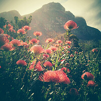 Buy canvas prints of Pincushion protea Flower, South Africa by Neil Overy