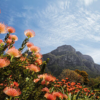 Buy canvas prints of Kirstenbosch Botanical Garden, Cape Town by Neil Overy