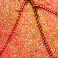 Buy canvas prints of Macro image of Oak Tree Leaf by Neil Overy