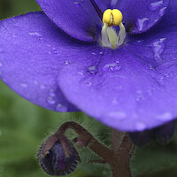 Buy canvas prints of African Violet Flower with Rain Drops by Neil Overy