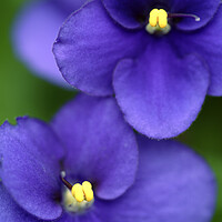 Buy canvas prints of African violet flower close-up by Neil Overy