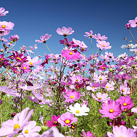 Buy canvas prints of Field of Pink Cosmos Flowers by Neil Overy