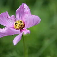 Buy canvas prints of Single Pink Cosmos Flower by Neil Overy