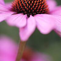 Buy canvas prints of Coneflower Echinacea Flower by Neil Overy