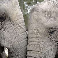 Buy canvas prints of Pair of African Elephants by Neil Overy