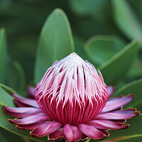 Buy canvas prints of Sugarbush Protea Flower by Neil Overy