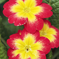 Buy canvas prints of Red and Yellow Primrose Flower by Neil Overy