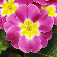 Buy canvas prints of Pink and Yellow Primrose Flower by Neil Overy