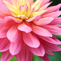 Buy canvas prints of Pink 'Jupiter' Dahlia Flower by Neil Overy