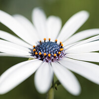 Buy canvas prints of Cape Daisy Flower by Neil Overy