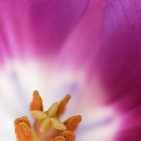 Buy canvas prints of Purple Tulip Macro by Neil Overy